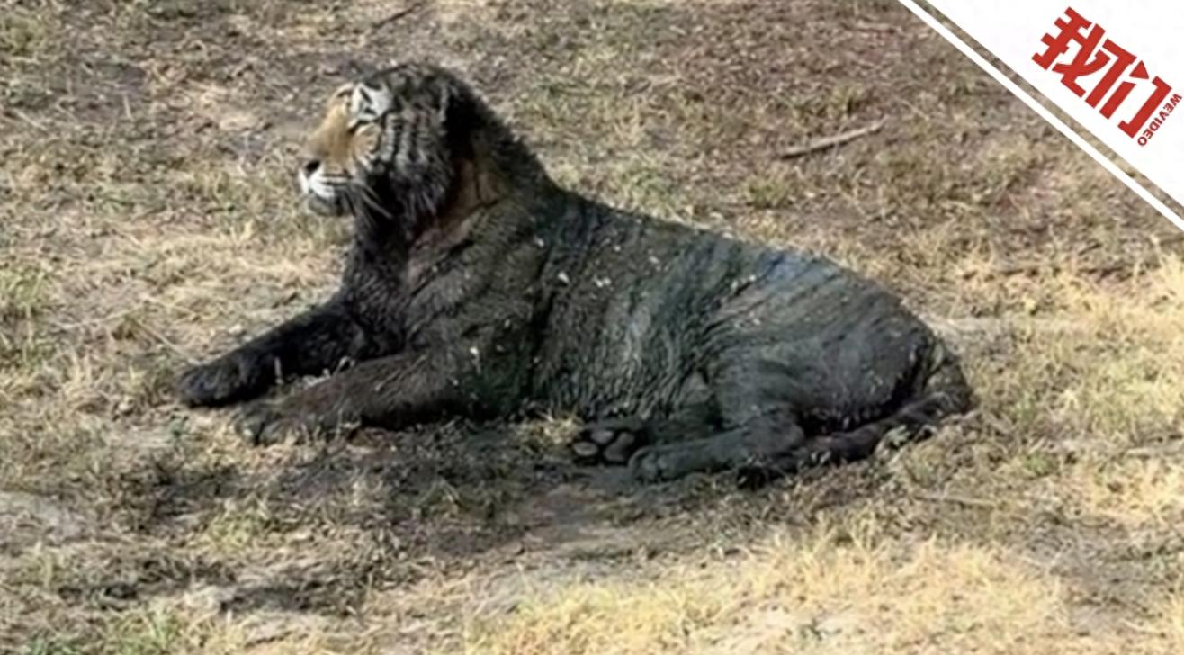 园方回应东北虎二埋汰脏出新高度，体检表比脸干净，别瞎操心