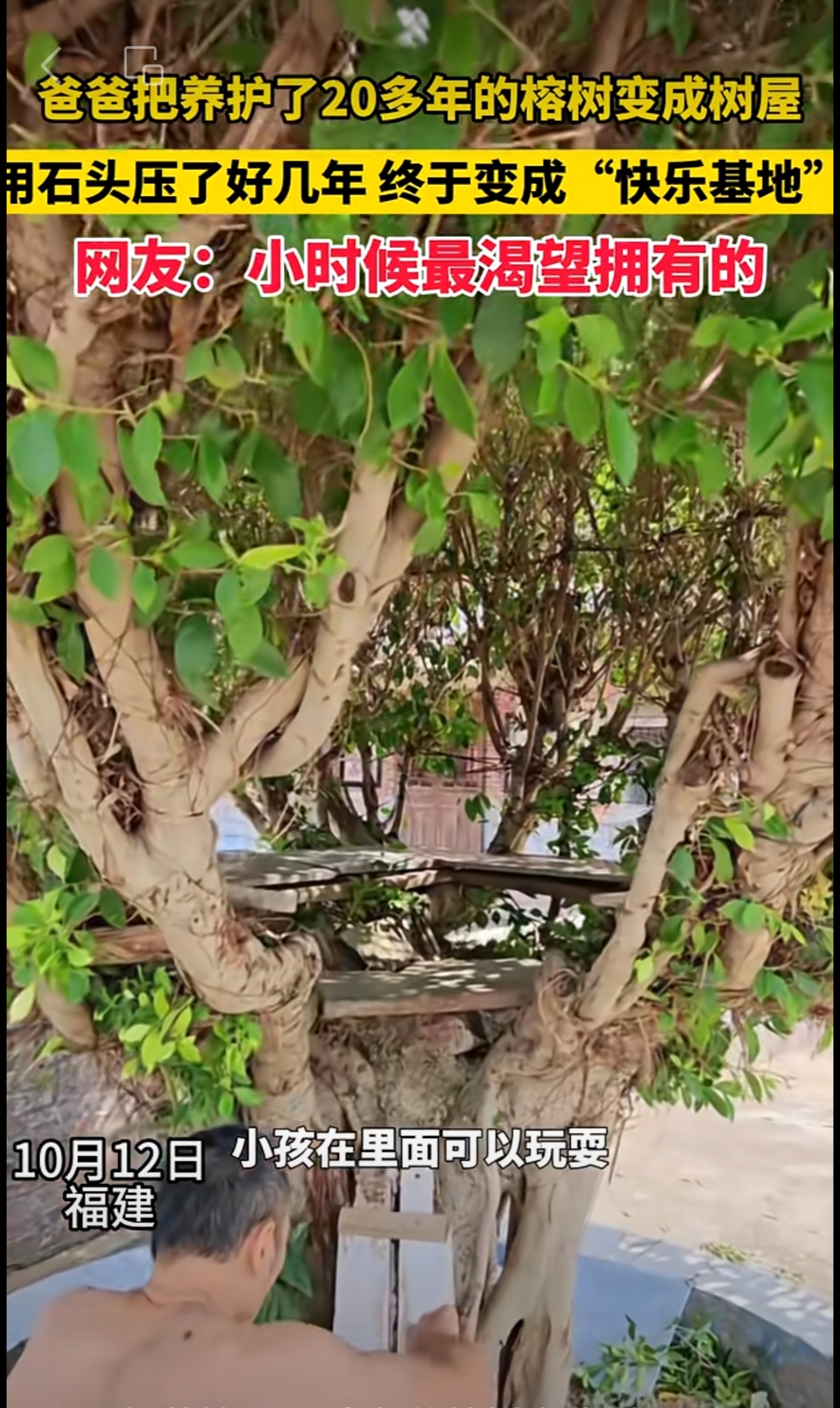 网友晒爸爸养护了20多年的榕树树屋，石头压枝熬出圆洞，孩子围坐嬉闹成童年风景