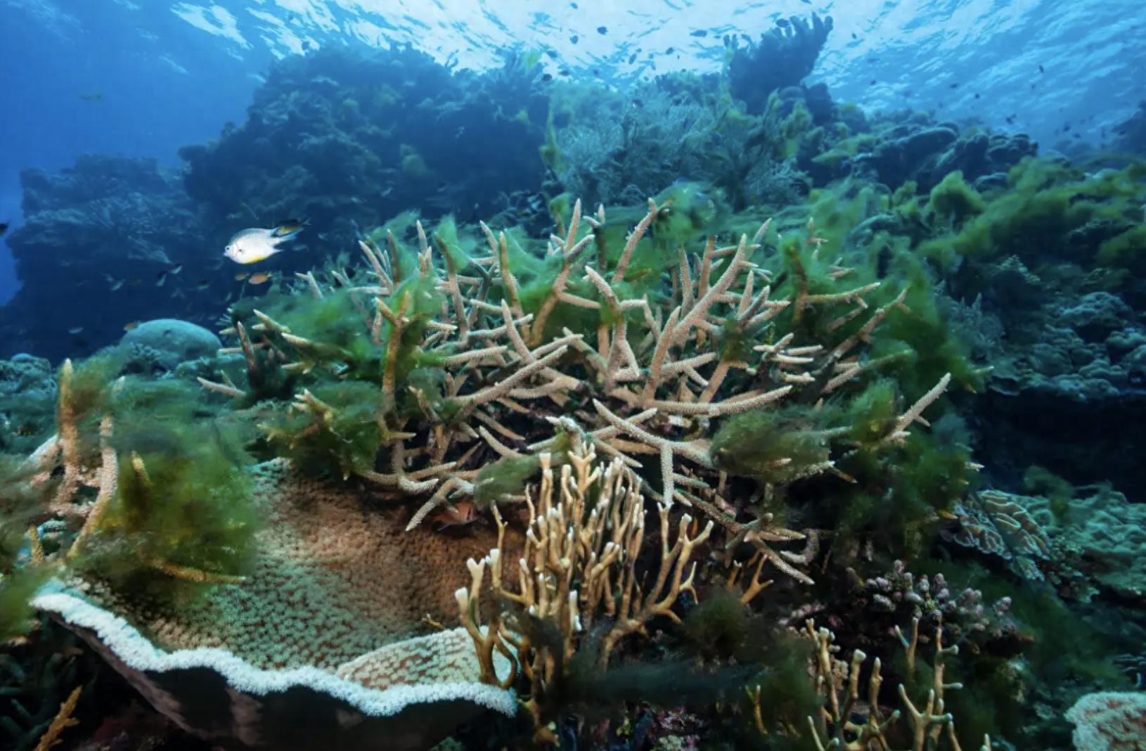 世界达到第一个气候临界点，50亿人赖以为生的珊瑚礁将消失