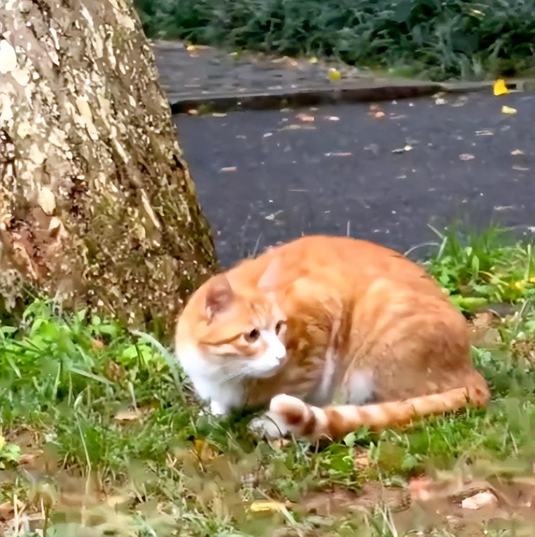 红舞鞋剧组撞猫司机已辞职,"小橘子"从排水沟获救到成为校宠的3年,被剧组11秒终结