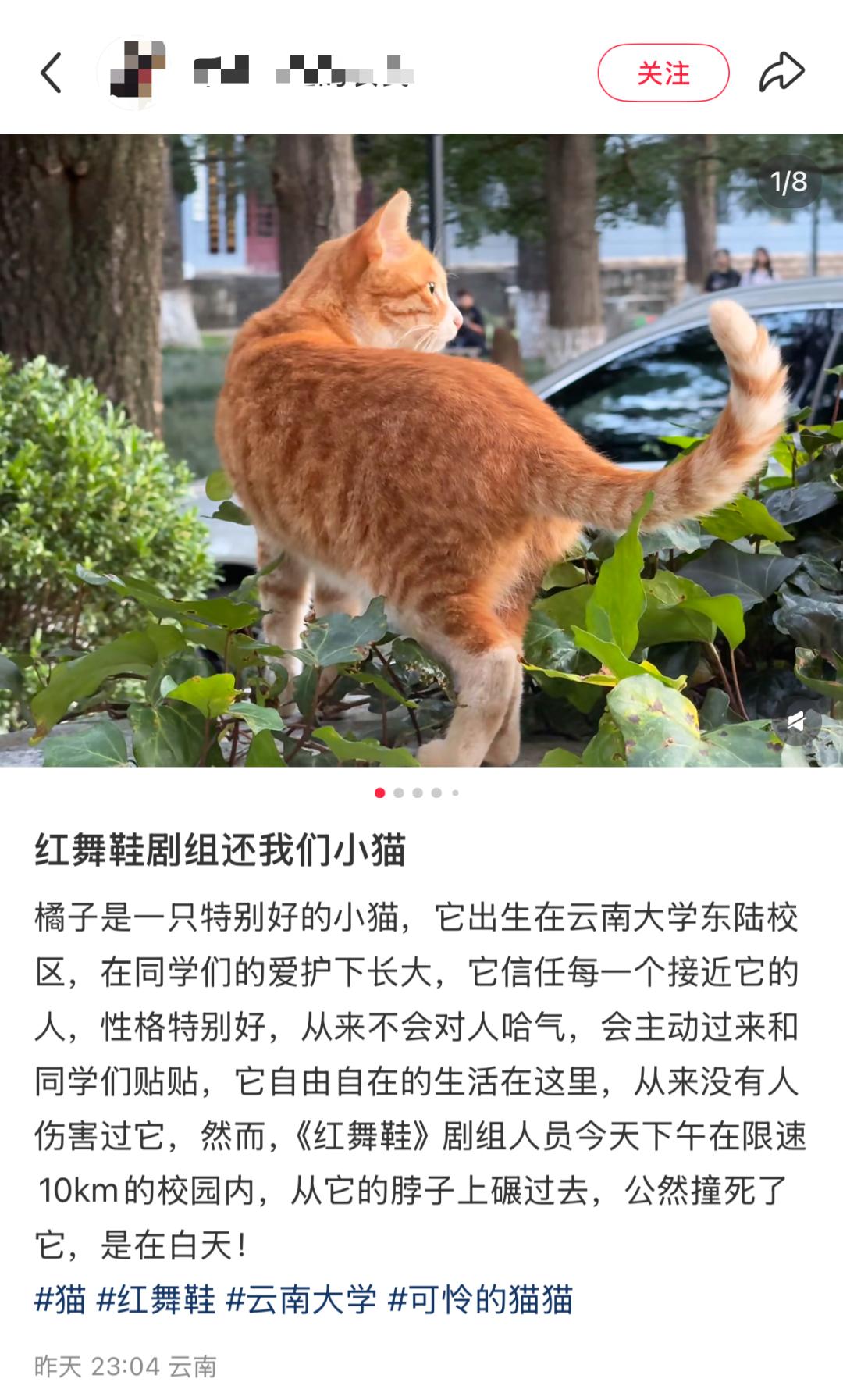 红舞鞋剧组撞猫司机已辞职,"小橘子"从排水沟获救到成为校宠的3年,被剧组11秒终结