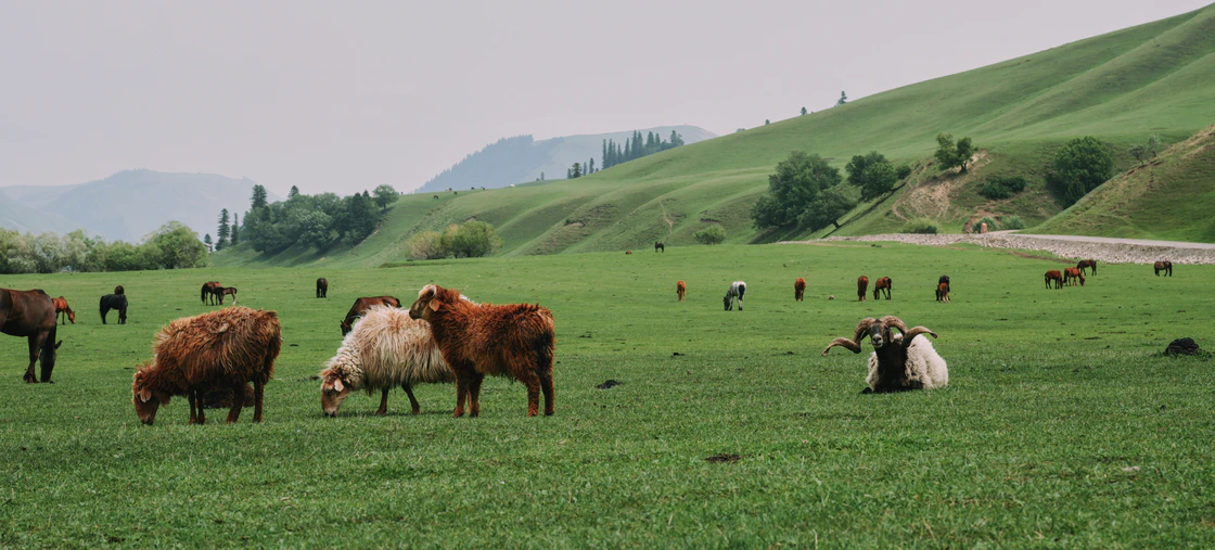 那拉提的48小时
