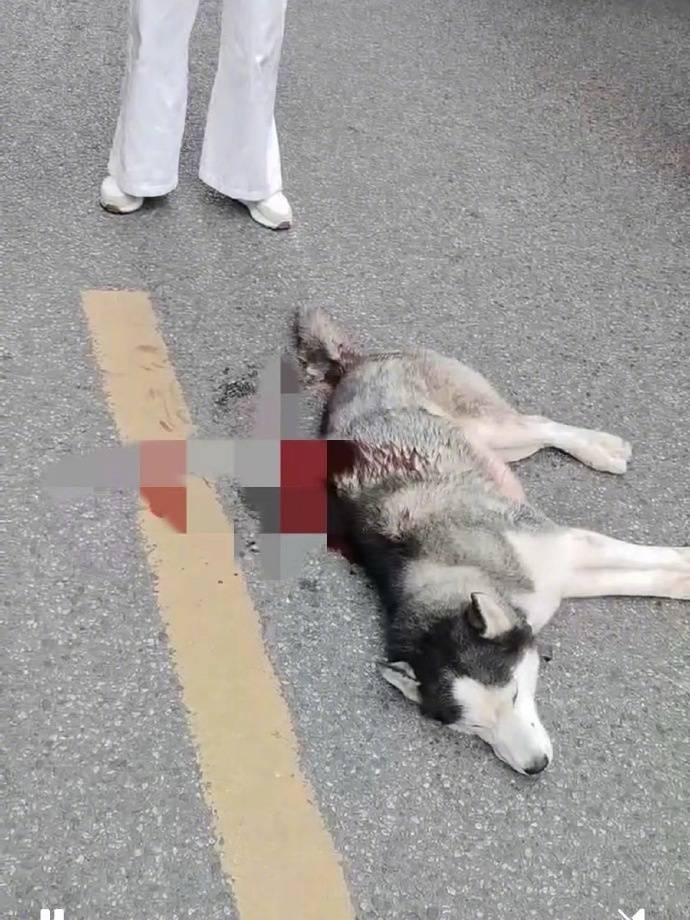 成都被砍伤哈士奇已安乐死，咬死5只鸡，店主1处重伤，谁对谁错？