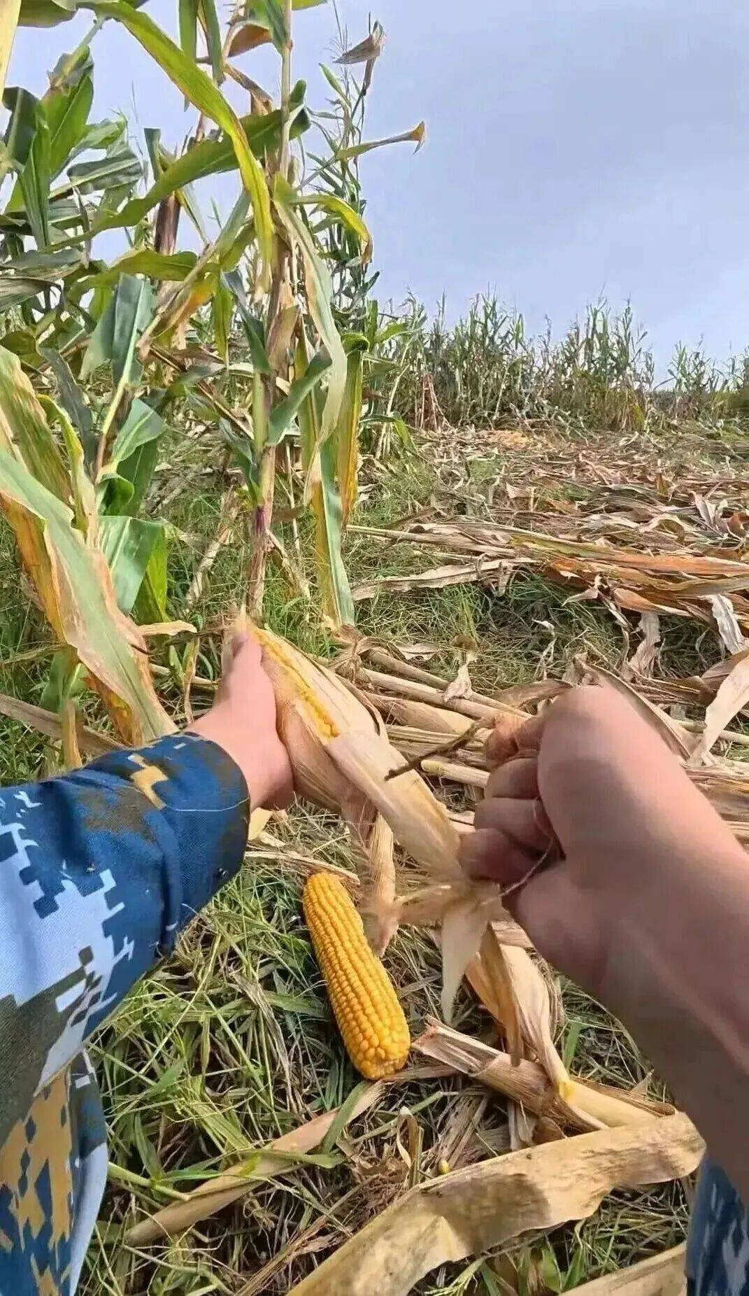 放假8天7天半掰玉米大学生回应质疑，我多弯腰父母少受苦