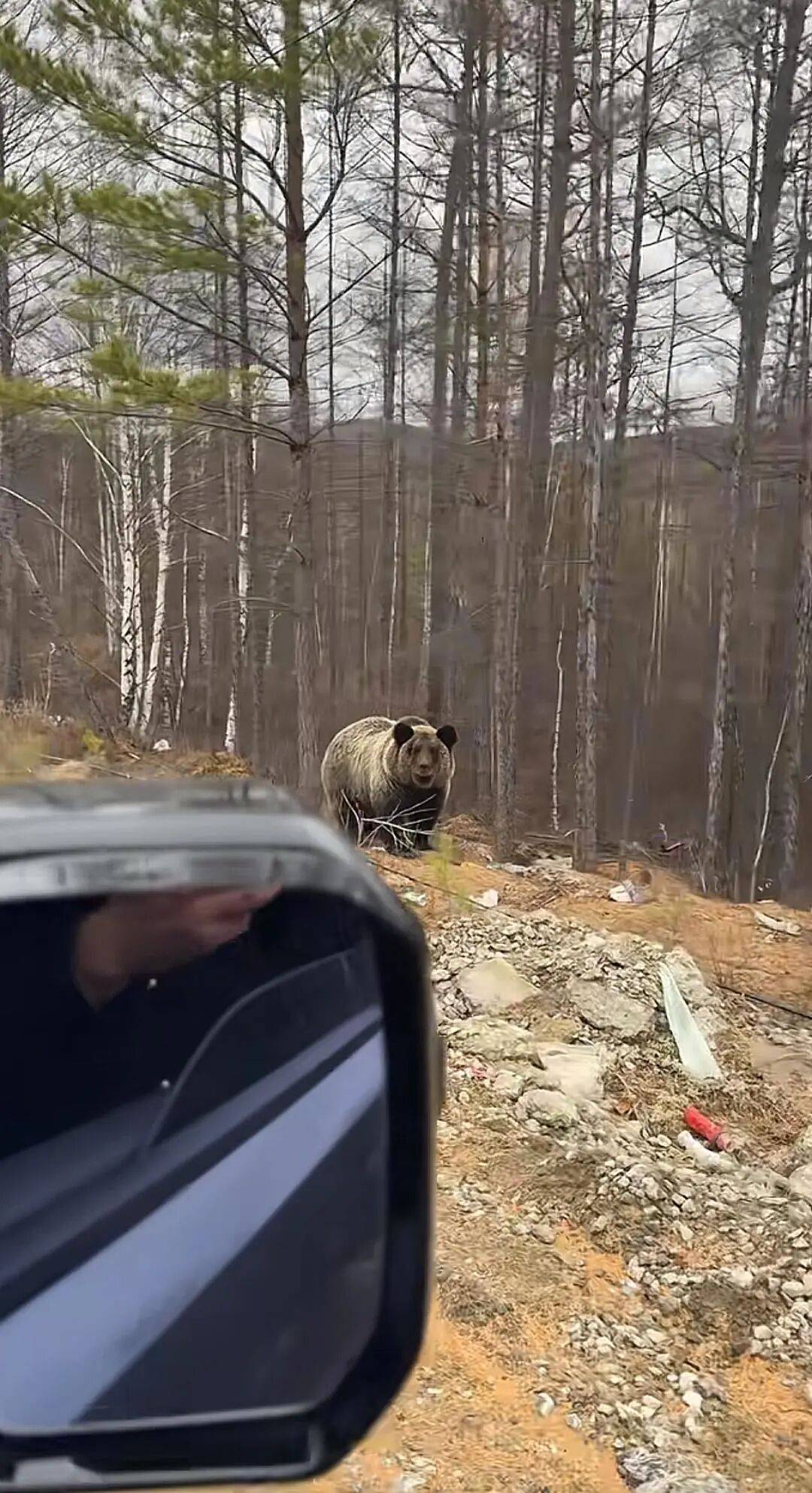 男子在大兴安岭遇棕熊 附近垃圾成片，大兴安岭的生态答卷，还差最后一笔