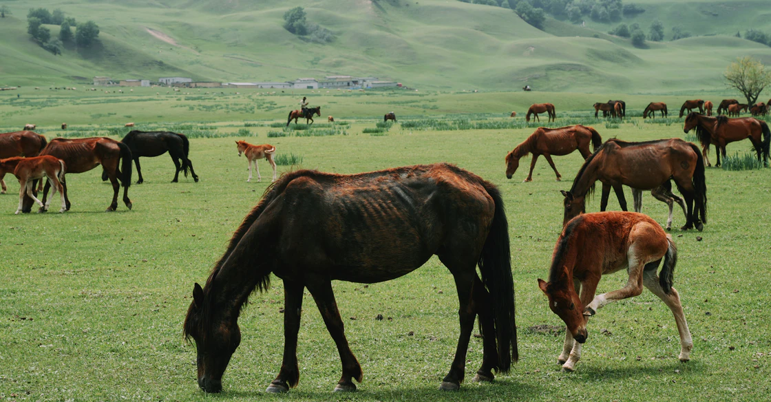 那拉提的48小时