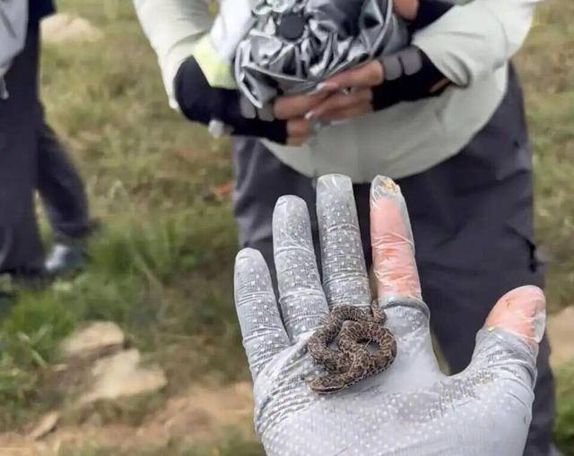 驴友爬山捡剧毒蛇后轮流抚摸，这蛇分布20省，咬后不及时送医死亡率飙升