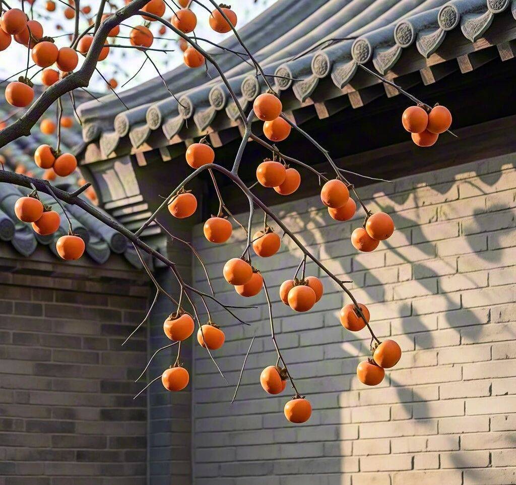 老舍故居里的柿子红了，刷屏了！这才是秋天该有的仪式感