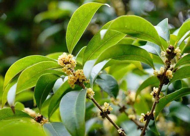 上海一直热 植物都“内分泌失调”了，53个高温日逼得植物提前 “休眠”