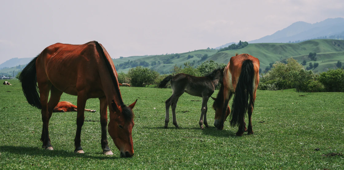 那拉提的48小时