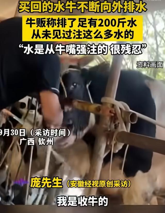 活牛被商贩从嘴里强注200斤水，活牛注水黑幕：你买的 40 元牛肉半是自来水