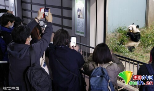 日本民众在动物园围栏外拍摄大熊猫