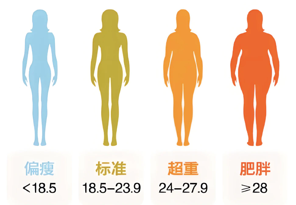 重回BMI20：中年人减肥如何不踩坑，健康安全变瘦