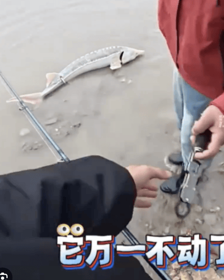 小伙钓白色鲟鱼吓得放生后致电公安，神操作：手未碰、秒放生，警方点赞全网夸