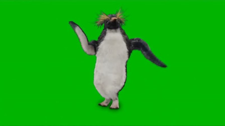 企鹅舞动作分解图