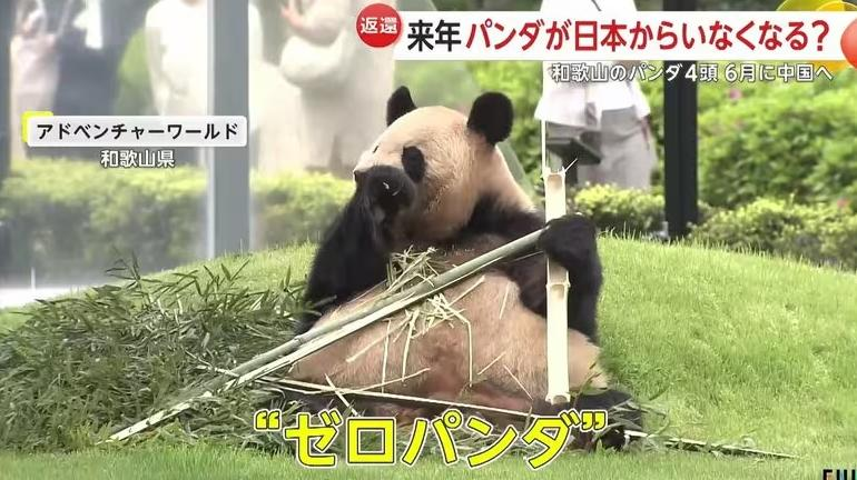 日本无熊猫危机新闻图片