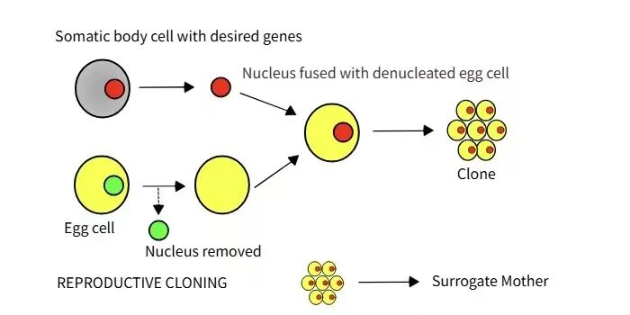 美国宠物 “复活” 服务，36万克隆爱宠？基因相同，它真是旧日伙伴吗？