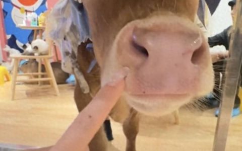 西安牛咖走红：牛、狐狸等轮流上班，每天数百人打卡撸宠