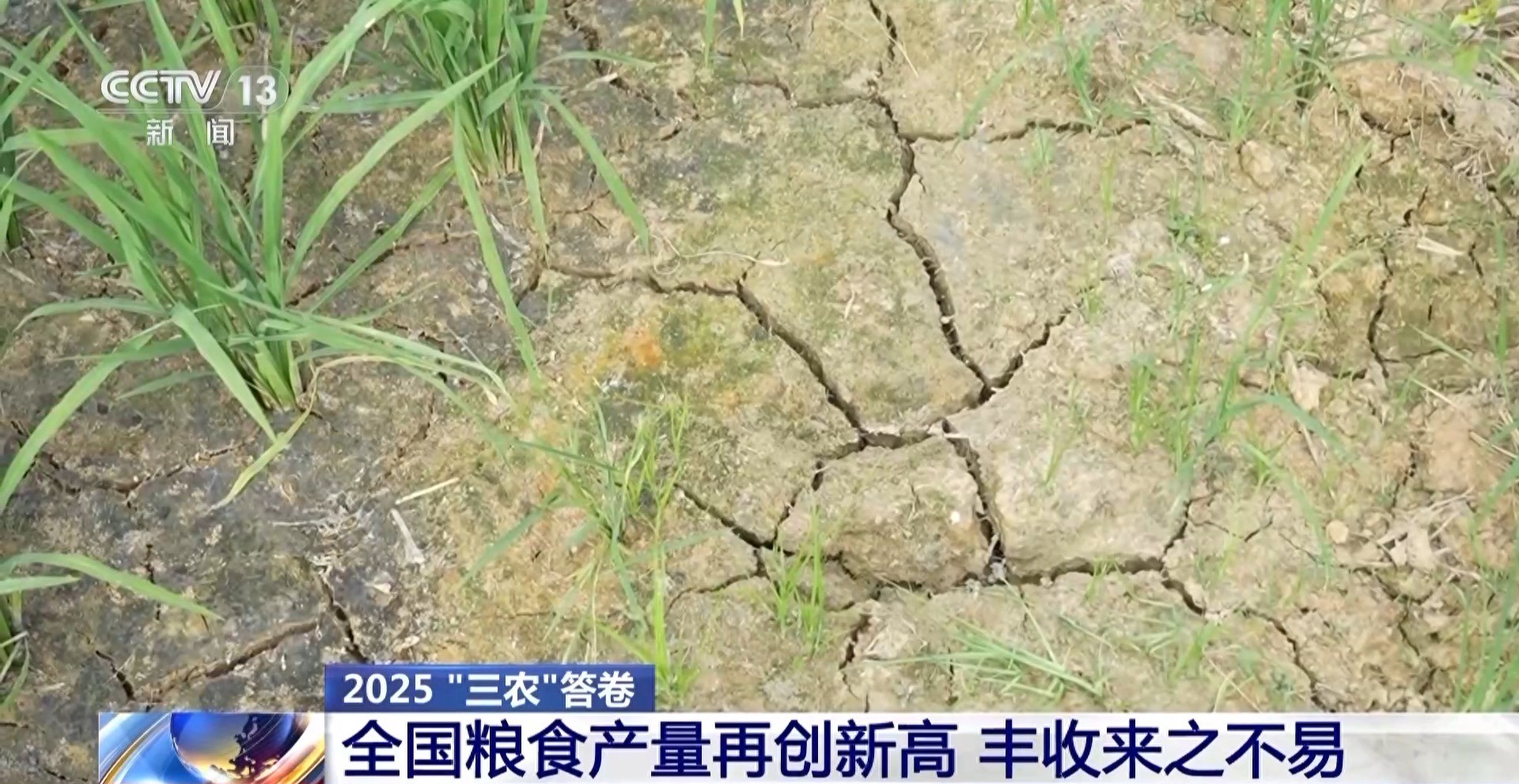 为何今年全国粮食产量再创新高,干旱之下逆势增产的密码是什么?