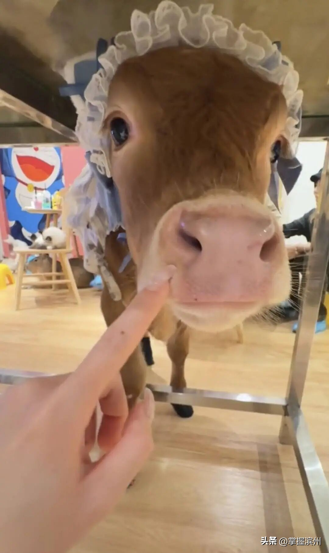 西安牛咖的小牛员工墨墨戴着蕾丝花边帽子与顾客互动