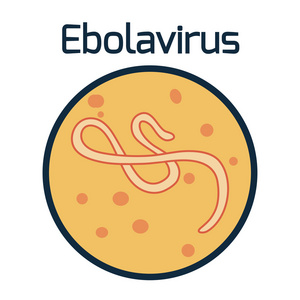 埃博拉病毒示意图