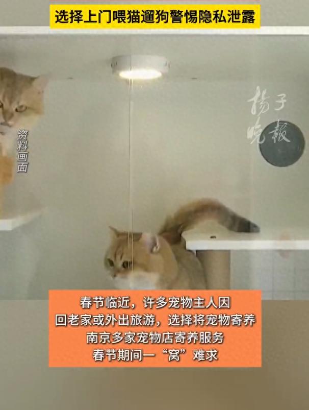 有人兼职上门喂猫2周赚7545元,“带薪撸猫太香了”,宠物经济催生新职业
