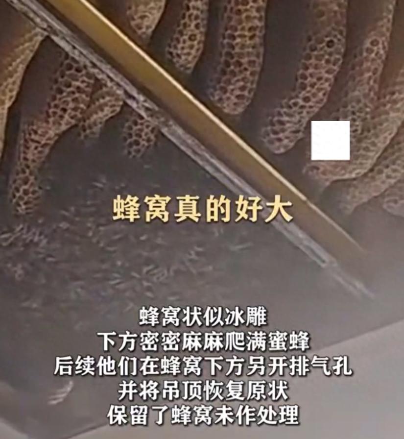 厨房吊顶藏巨型蜂窝 屋主决定保留，消防部门提醒做好安全防护