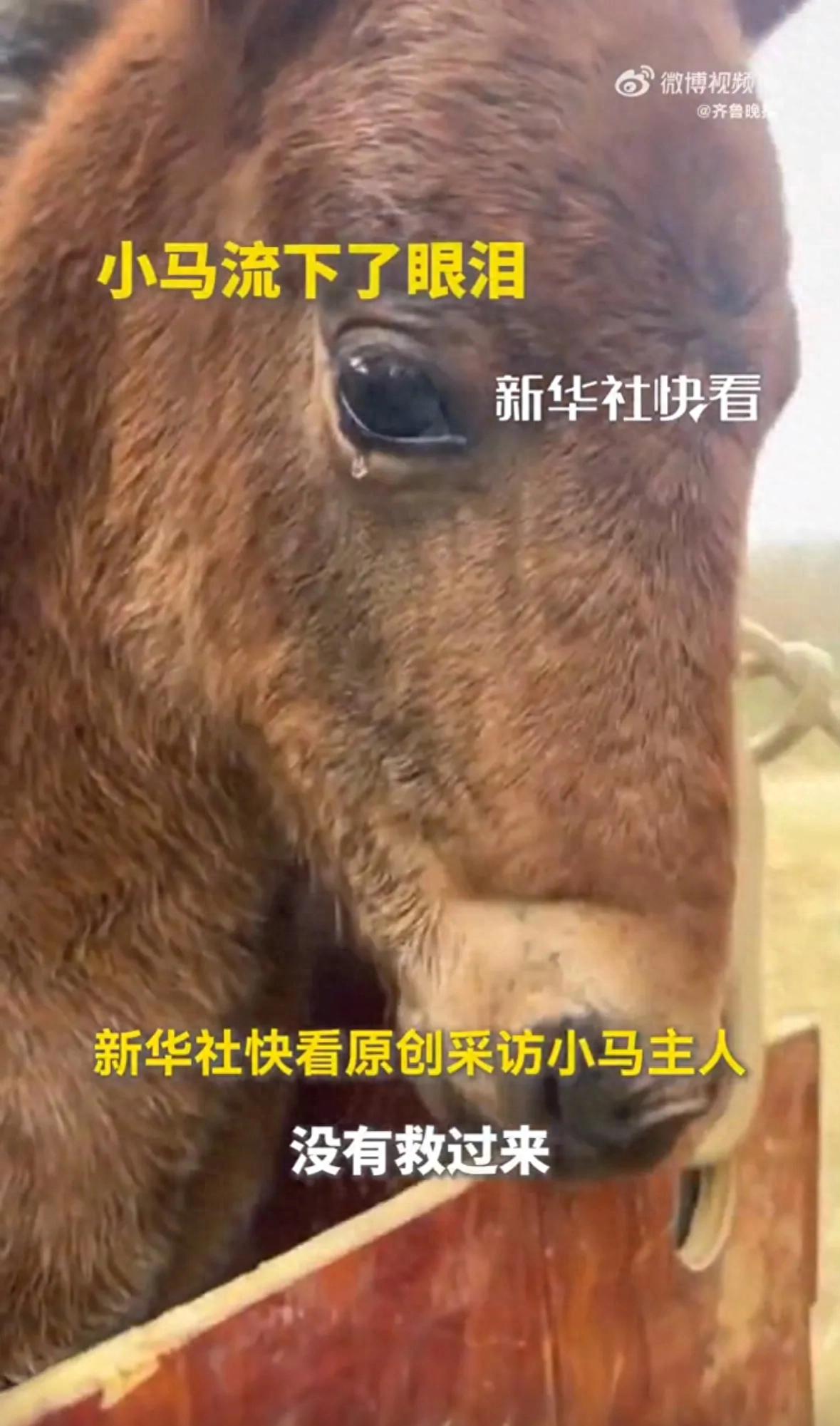 小马闻到去世母马的尾毛默默流泪，泪目！动物真情引发共鸣