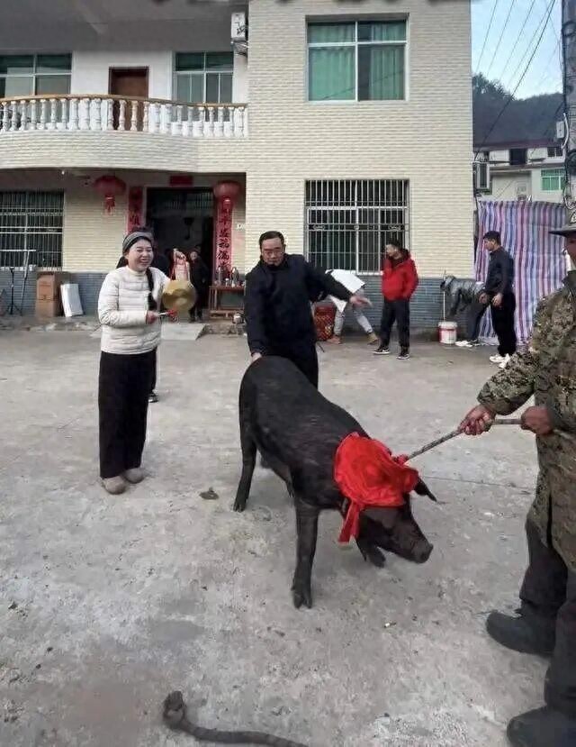 湖北娜娜家杀猪饭火了:从农家小院到网红打卡地,一碗杀猪饭的出圈密码