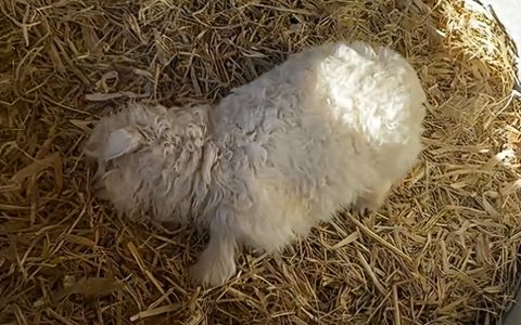 1de2c62419894dfba7da5bc5620fa42b~tplv-tt-origin-web:gif