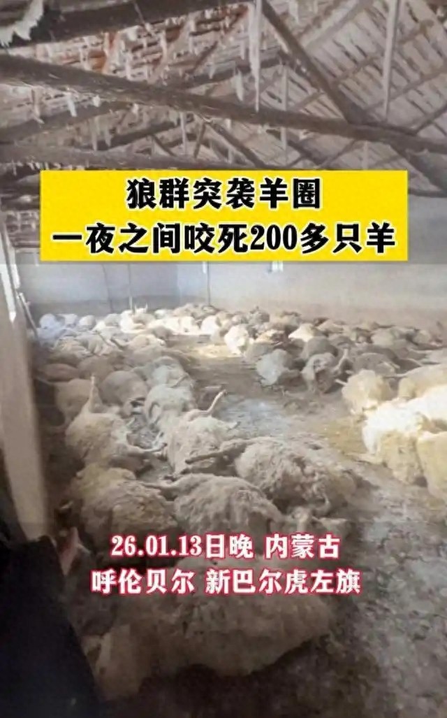 狼群夜袭羊圈致200多只死亡，雪灾致觅食困难，生物链失衡引狼患