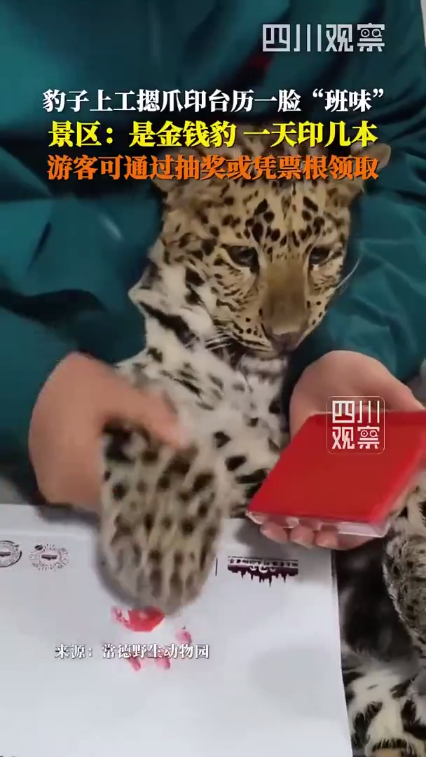 金钱豹上工给台历按印爪 一脸班味,呆萌模样传递治愈力量